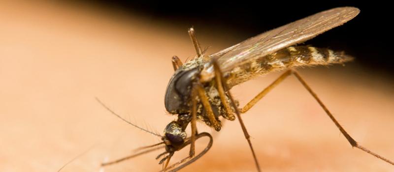 Mosquito Control Still Best Bet Against EEE