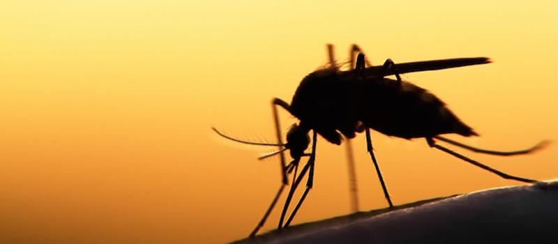 Will Torrential Rains Eliminate Mosquitoes, Ticks?
