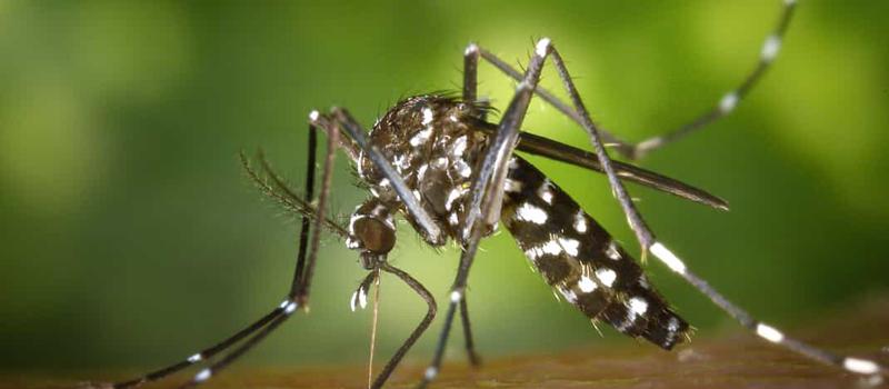 Rainy Weather Could Make Your Yard a Mosquito Haven