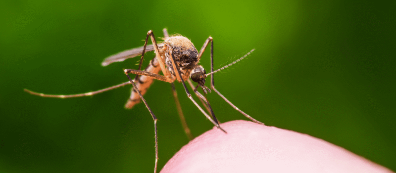 Can You Plan Your Life to Avoid Mosquitoes? Think Again!
