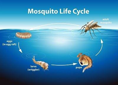 mosquito life cycle