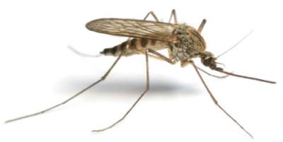 close up of mosquito