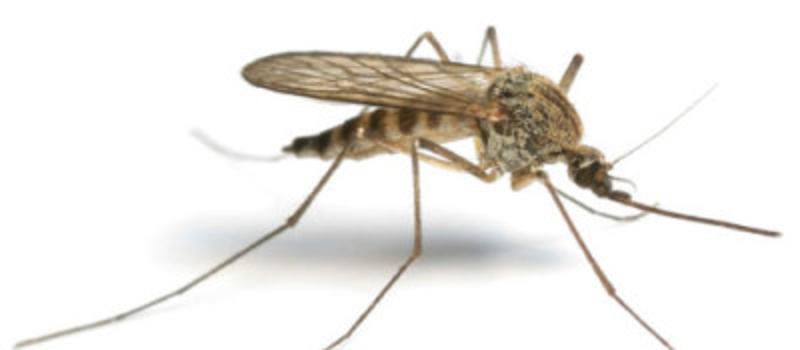Mosquitoes are the most dangerous animal