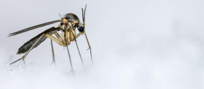 If Mosquitoes Are the Deadliest Living Animal in the World, Why Don’t We Just Eliminate Them?
