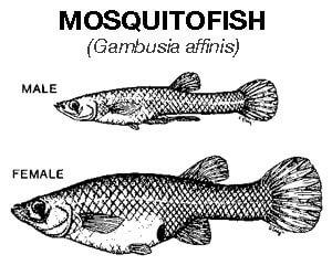 mosquito fish 