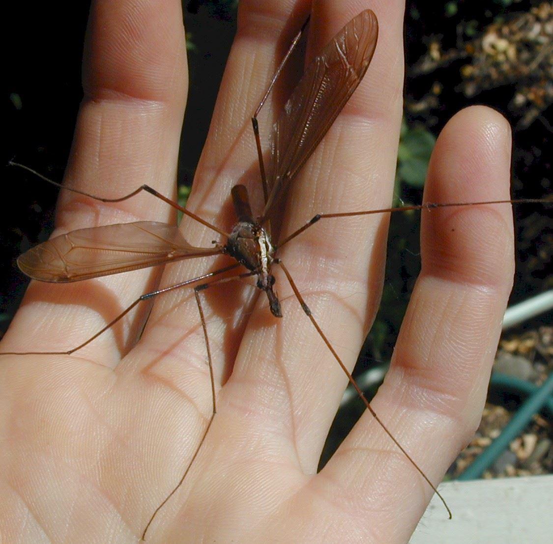 Mosquito Hawk in Austin. 