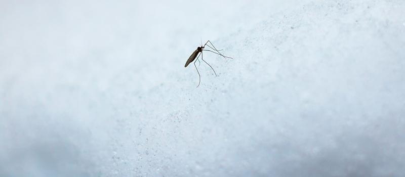 How Cold Does It Have to be to Kill Mosquitoes?