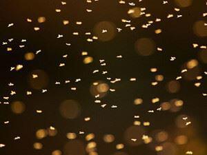 Mosquito larvae hatch in standing water. 