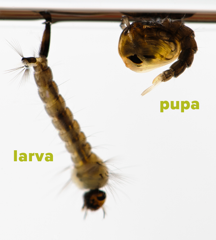 Larva and pupa