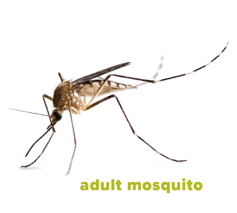 Adult mosquito