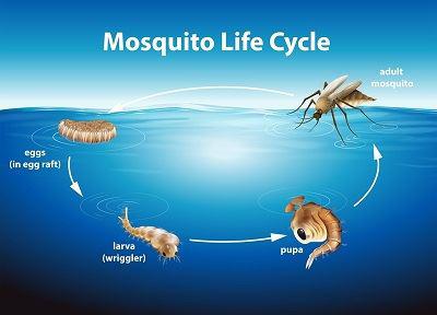 Life cycle of the mosquito