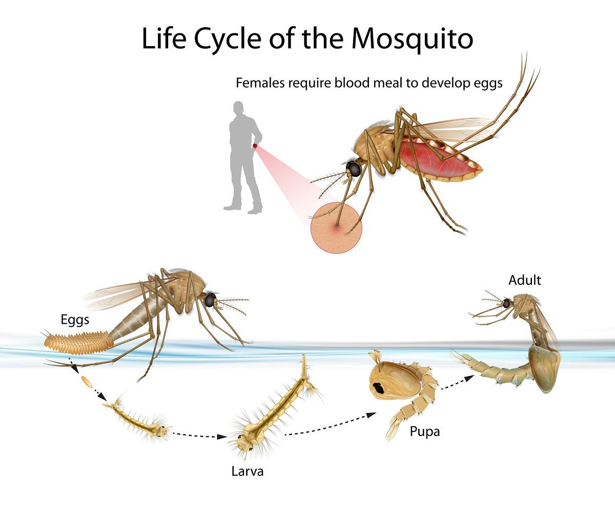 Behind the Buzz: Unveiling Tucker, GA's Mosquito Lifecycle and Control