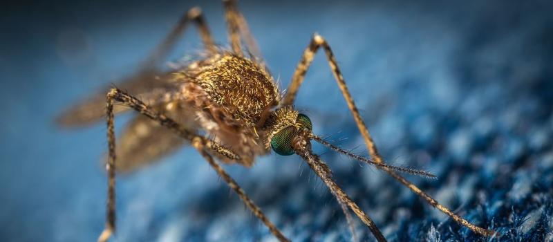 Research Scientists Employ the Mosquito’s Keen Sense of Smell to Detect Cancer