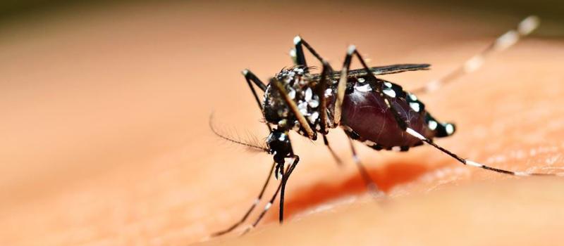 Asian Tiger Mosquitoes in Frederick