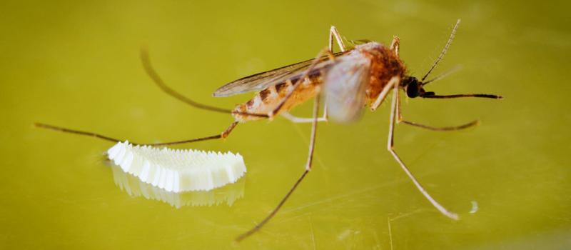Different Types of Mosquitoes and How to Identify Them