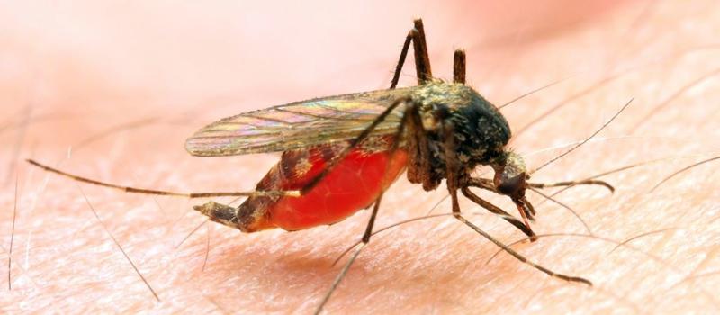 What is Malaria