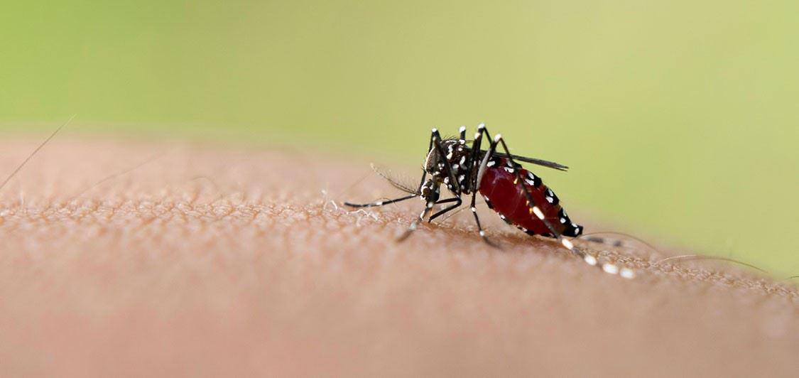 Why Mosquito SQUAD of Central Illinois is the Premier Mosquito & Tick Control Company in Springfield, IL