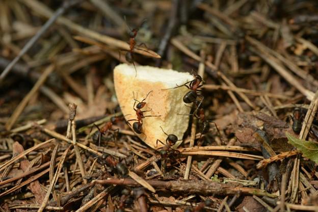 Feeling Antsy? Try Ant Control Treatments from Mosquito Squad!