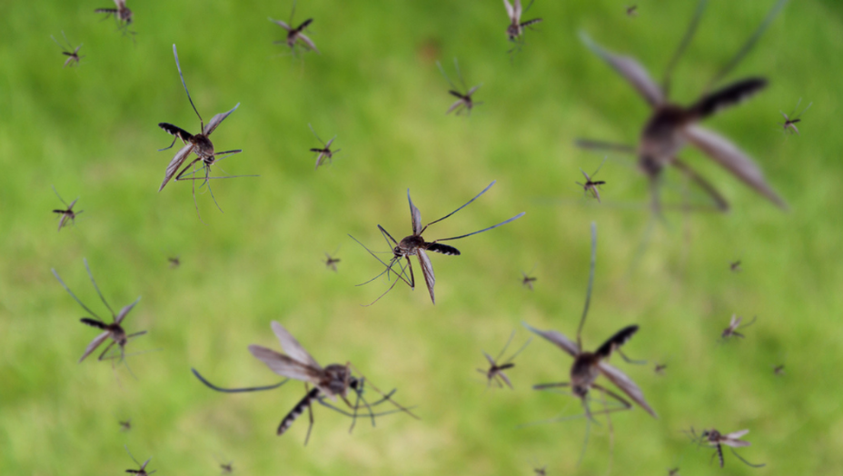 Habits That Reduce Mosquito Populations