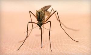 Mosquitoes transmit Eastern Equine Encephalitis to humans.