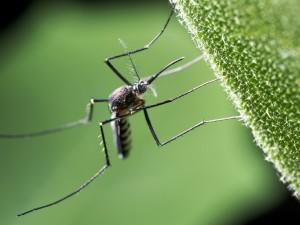 mosquito on leaf 