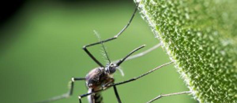 Asian Tiger Mosquitoes Prevent Frederick Homeowner from Using His Backyard