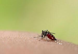 The Asian Tiger mosquito eggs quickly hatch as the weather warms.