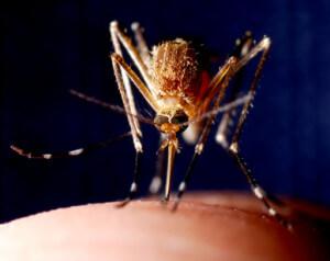 mosquito on skin 