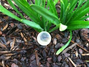 Small caps can become the home of hundreds of mosquito eggs quickly.