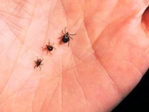 ticks in hand 