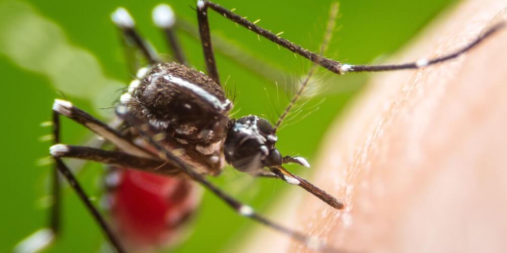 mosquito sucking blood 