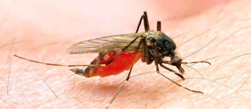 The Most Common Diseases You Can Get from A Mosquito