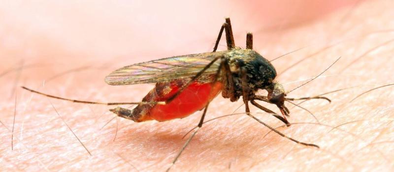 Get to Know the Diseases You Can Get from a Mosquito Bite
