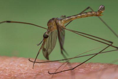 Mosquito on Skin