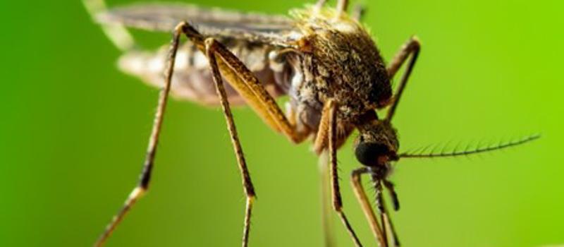 Mosquito Characteristics to Look Out For