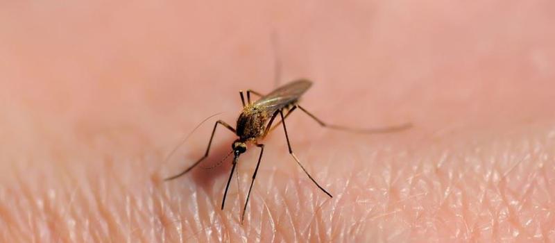 Why Choose Mosquito Squad of Worcester for Your Mosquito Control in Petersham, MA?