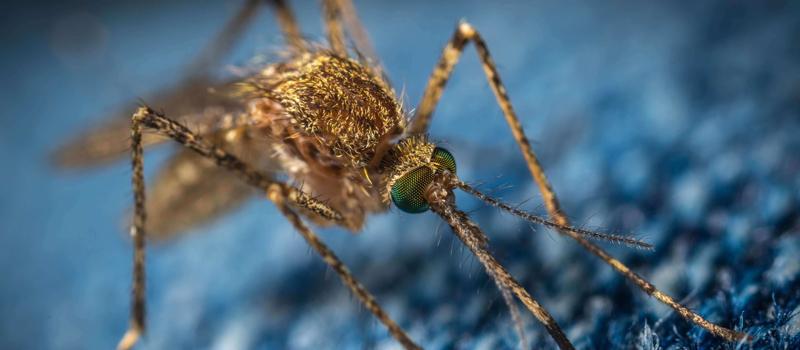 What Purpose Do Mosquitoes Serve?