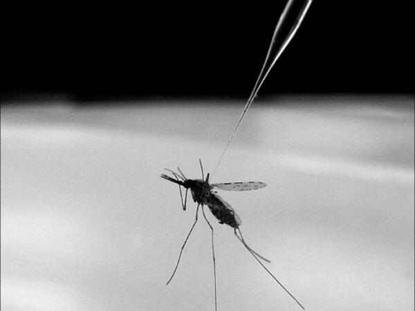 mosquito in lab 