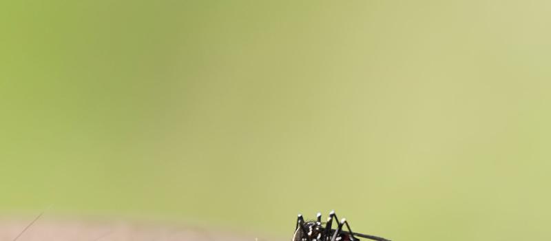 Know Your Mosquito: Aedes Albopictus or Asian Tiger Mosquito
