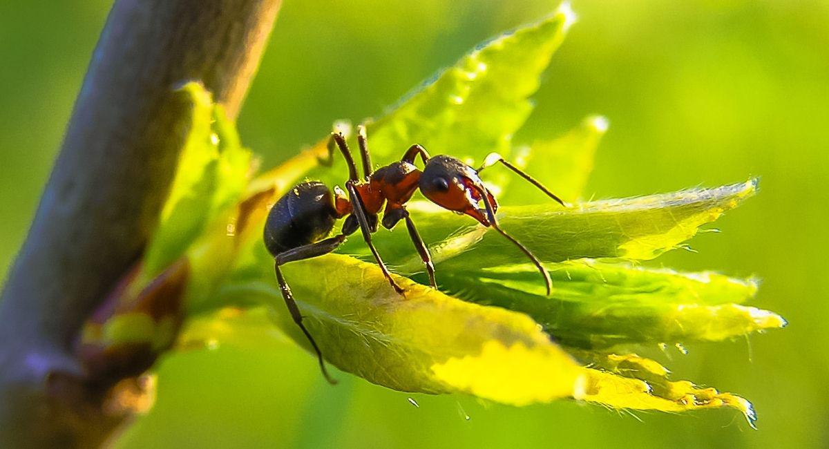 Is Mosquito Control Enough for Your Northeast Florida Yard?