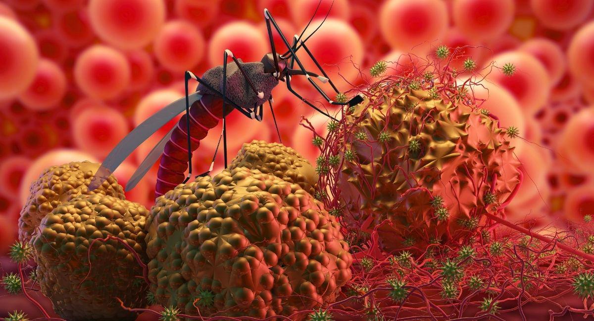 When Is the Peak Time for Mosquito-Borne Illness in Tennessee?