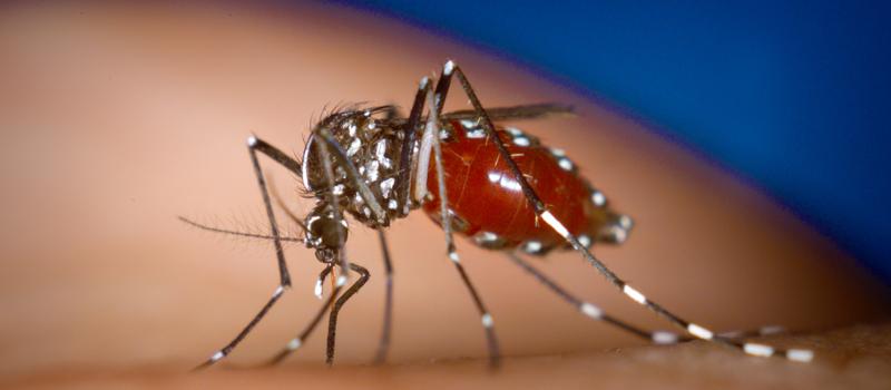 What Should You Expect of Your Mosquito Control Company?
