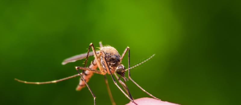 Find Mosquito Control Near Me with Mosquito Squad