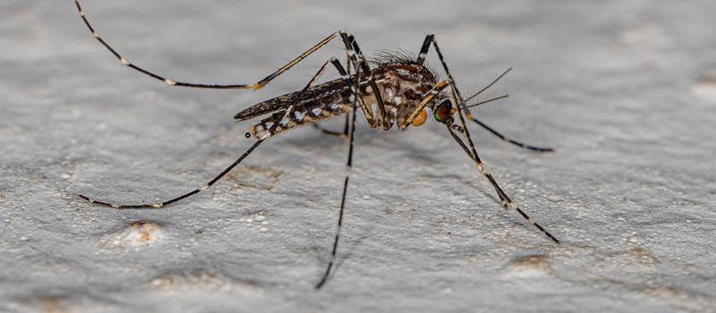 Mosquito Control & Protection Urged, Human Cases of EEE