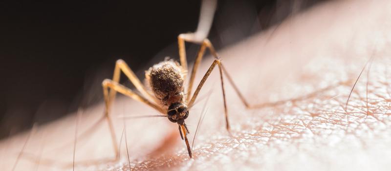 Mosquito Control Could Help Quell Meningitis Outbreak