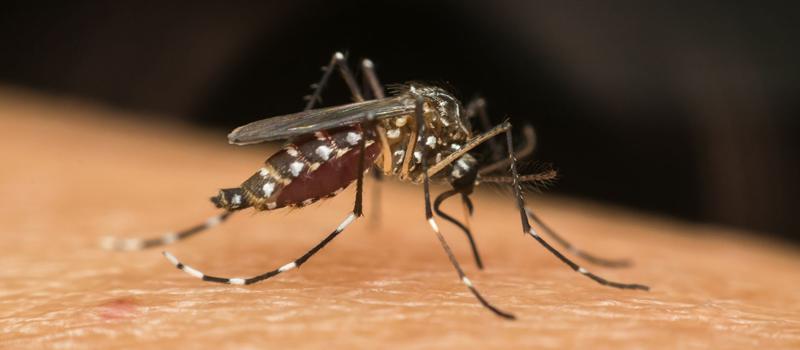 What mosquito diseases are found in El Paso?