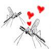 mosquito love