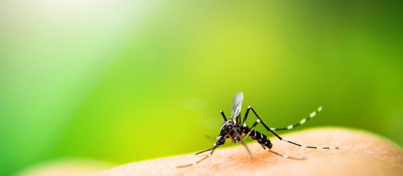 Does a rainy or snowy winter mean more mosquitoes in Tennessee?
