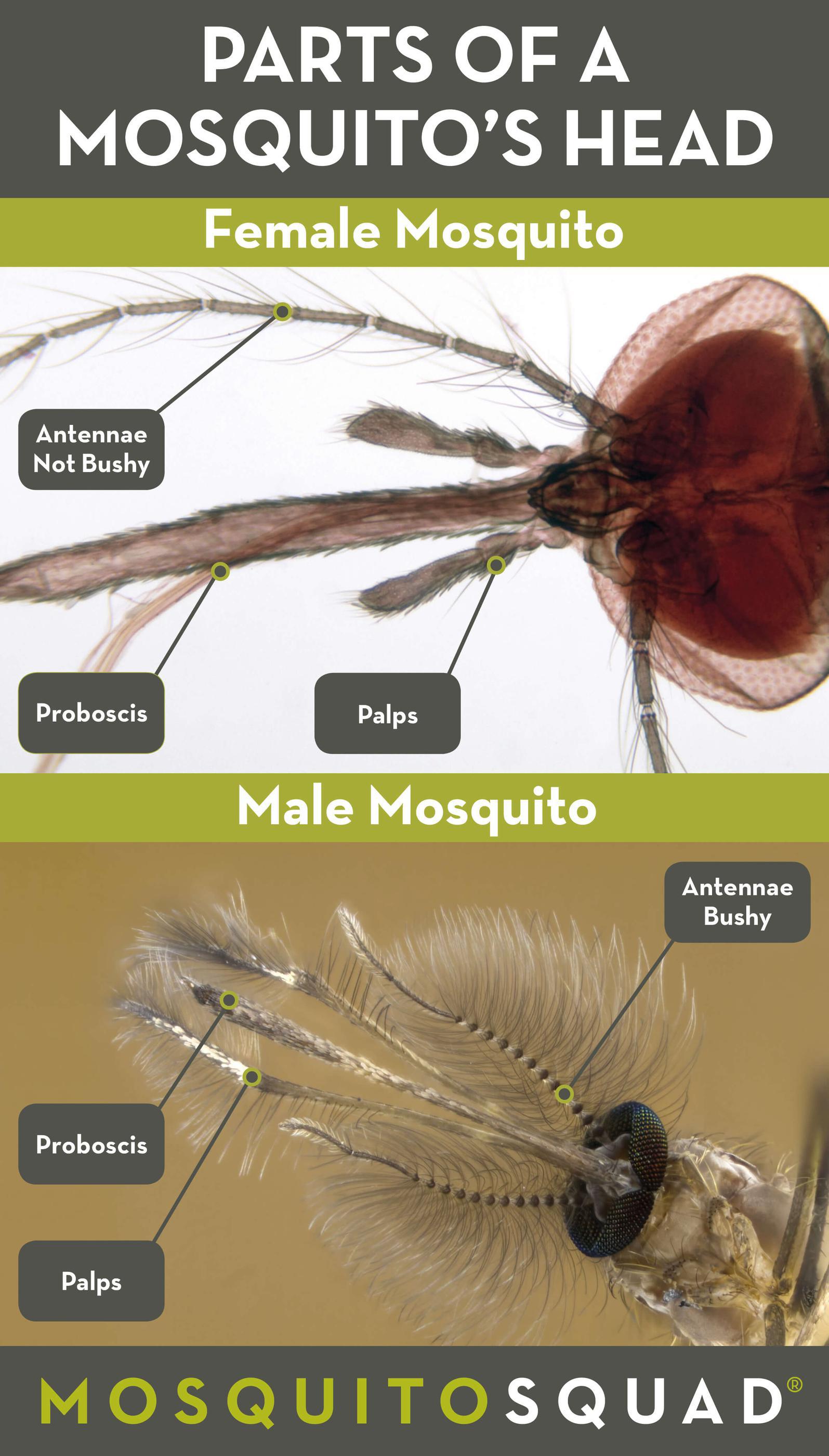 Why Male Mosquitoes Don't Bite