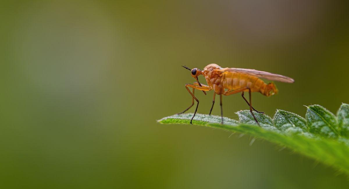 Does Mosquito Squad Offer General Pest Control in Las Cruces?